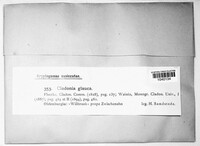 Cladonia glauca image